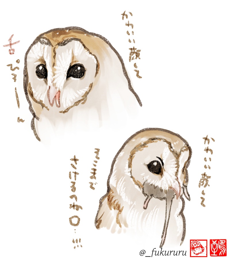 フクロウの凄さ語ってるとフクロウとタカどっちが強い?って聞かれるん