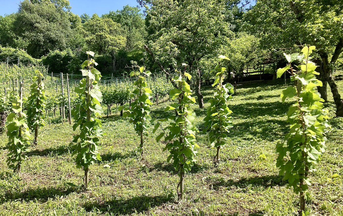 GoepfB's tweet image. Ein Versuch:10 Stöcke der alten Sorte ‚weisser Elbling‘