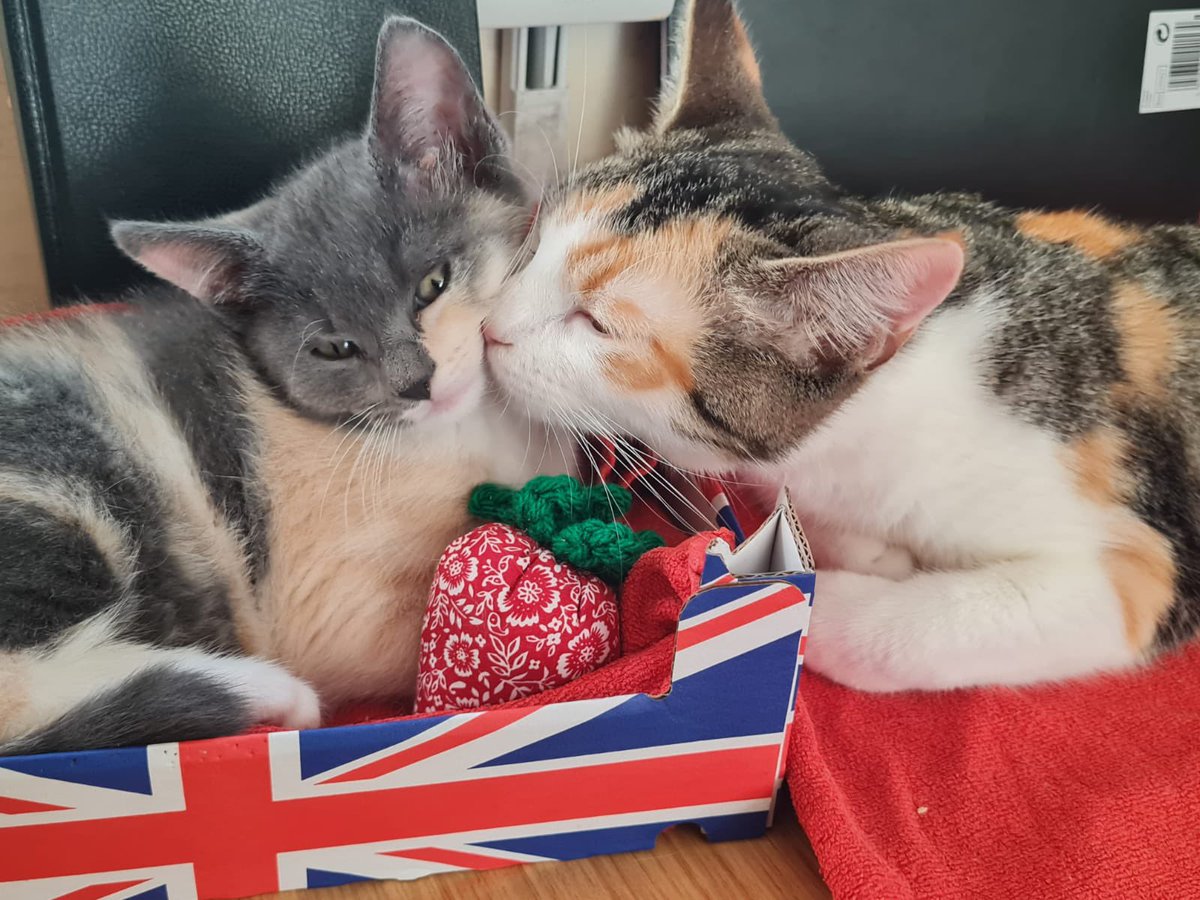 Two cuties excited about the Jubilee but are really hoping to celebrate finding a home of their own together both are high energy and can be rough in play so wouldn't be suitable for a home with children under 12 they are at our Sussex centre01424 882198 #queensjubilee #Caturday