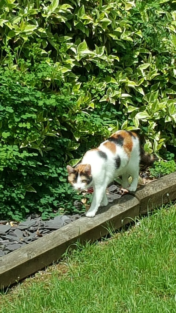 Ruby_Cockapoo's tweet image. This is my older sister, she’s called ‘Pepper’, she doesn’t like me very much 🥹🐾🐶😻 #dogsoftwitter #catsoftwitter