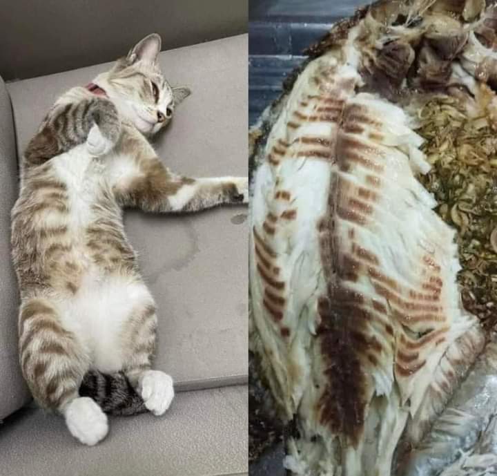 เอ้า! เราก็คิดว่าปลาทับทิมเผาเกลือ 😂