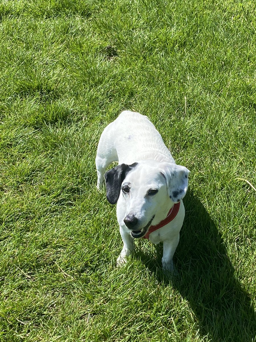 SThejackrussel's tweet photo. This Jubilee bank holiday got me feeling happyyyyy 🇬🇧🤩 https://t.co/OdwVeSXy4I
