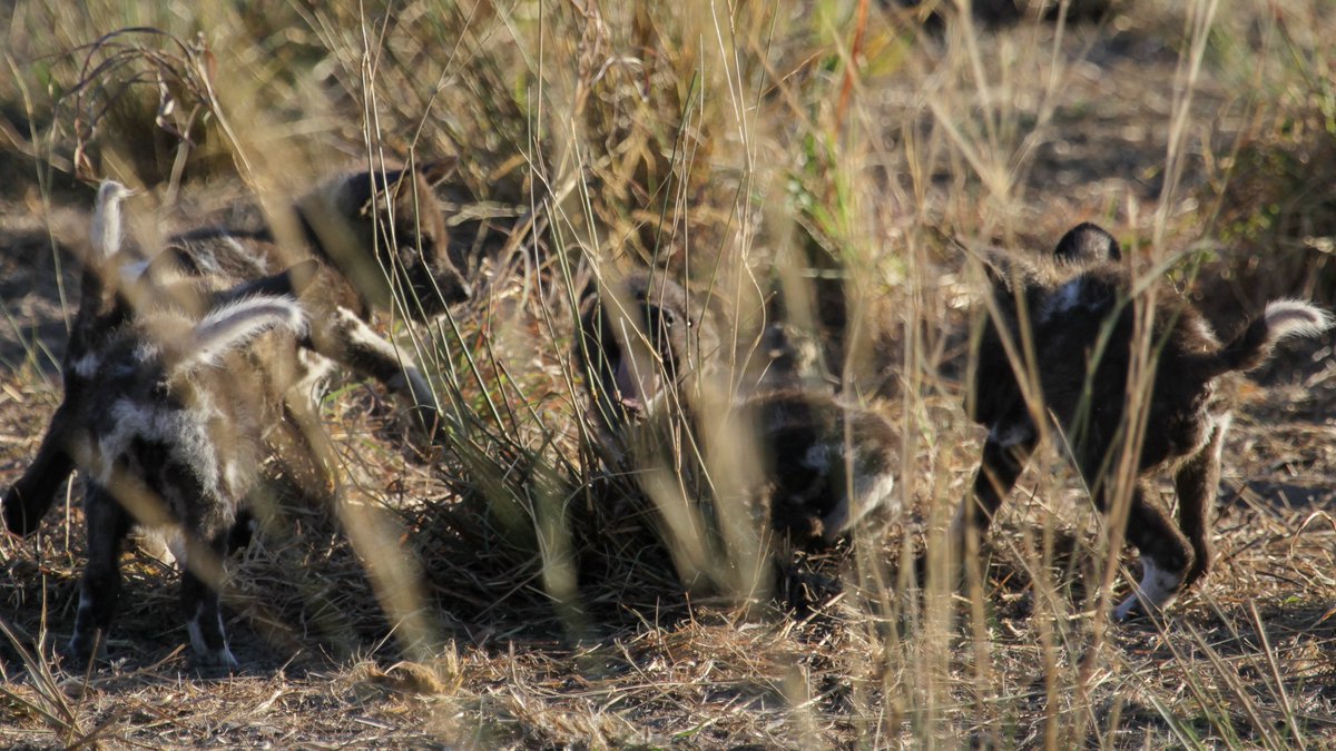 DrBryanBlack's tweet photo. By popular demand (@chiaraelia): 6-week-old African wild dog pups playing at the edge of their den. https://t.co/r47MUa2rS3