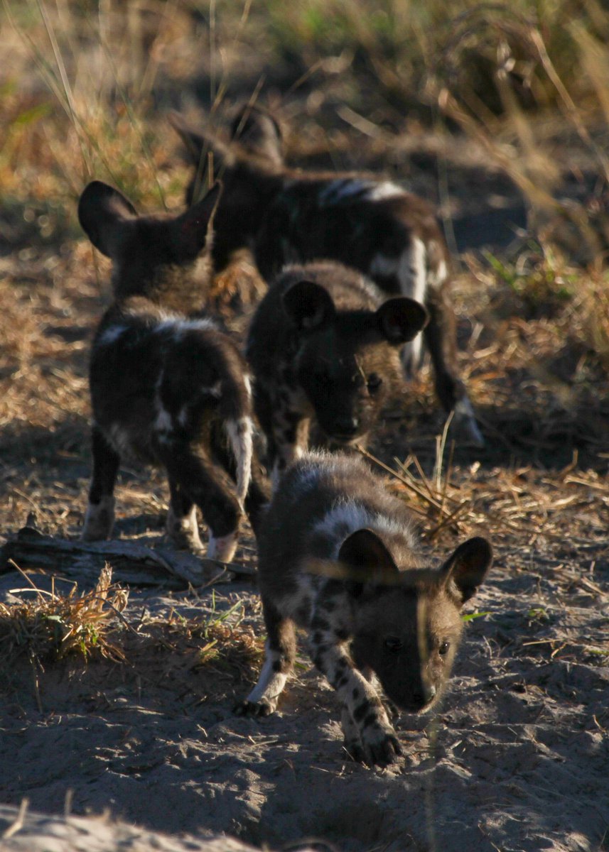 DrBryanBlack's tweet photo. By popular demand (@chiaraelia): 6-week-old African wild dog pups playing at the edge of their den. https://t.co/r47MUa2rS3