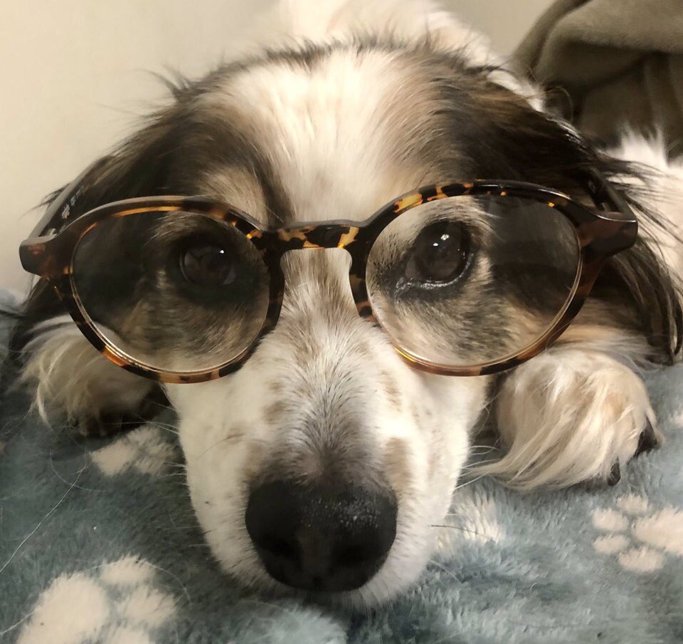 JillA @ChloeDeWoo & #FrankieDoodle too tweet media