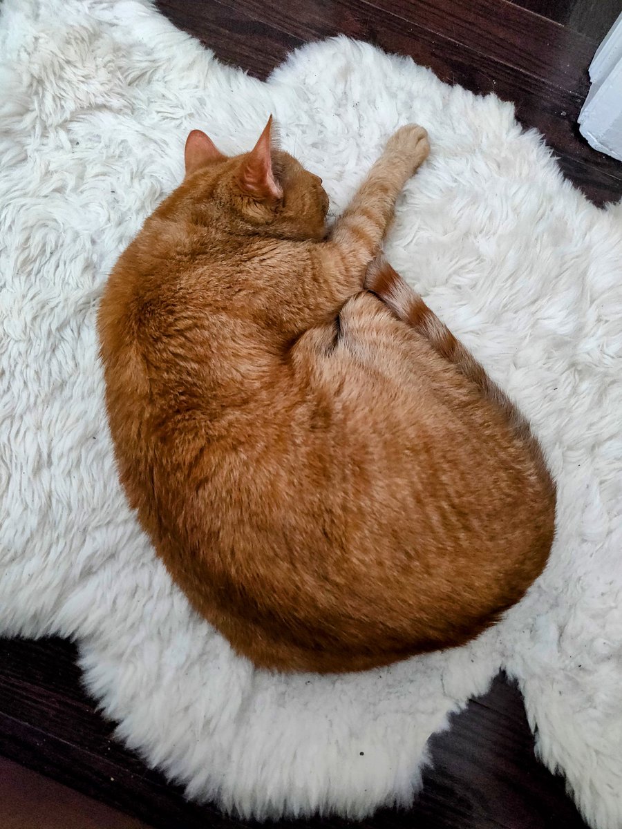 Chairman_Meow's tweet photo. So hard to get comfy https://t.co/hFfWaeRZla