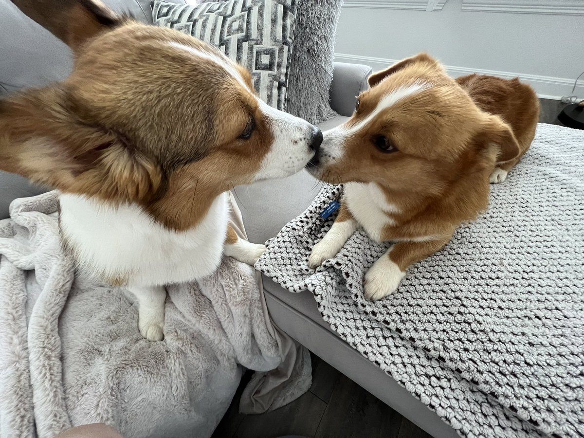 JackieMButler's tweet photo. A little sniff and kiss https://t.co/sHcOFtt6S7