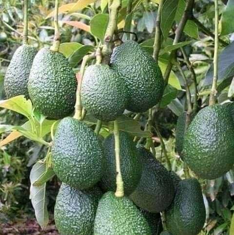 P_Karangwa's tweet photo. Ubuhinzi bwa avoka buhashya ubukene n’imirire mibi.  Ha 1  gusa ibasha ku kwinjiriza arenga miliyoni 15 mu mwaka. Itegure guhinga avoka mu muhindo utaha, ugane @HcoeIsrael cg stasiyo ya RAB ikwegereye uteguze ingemwe, unagirwe inama. Sura urubuga rwa RAB uhabona imfashanyigisho. https://t.co/ldE28QY4Su