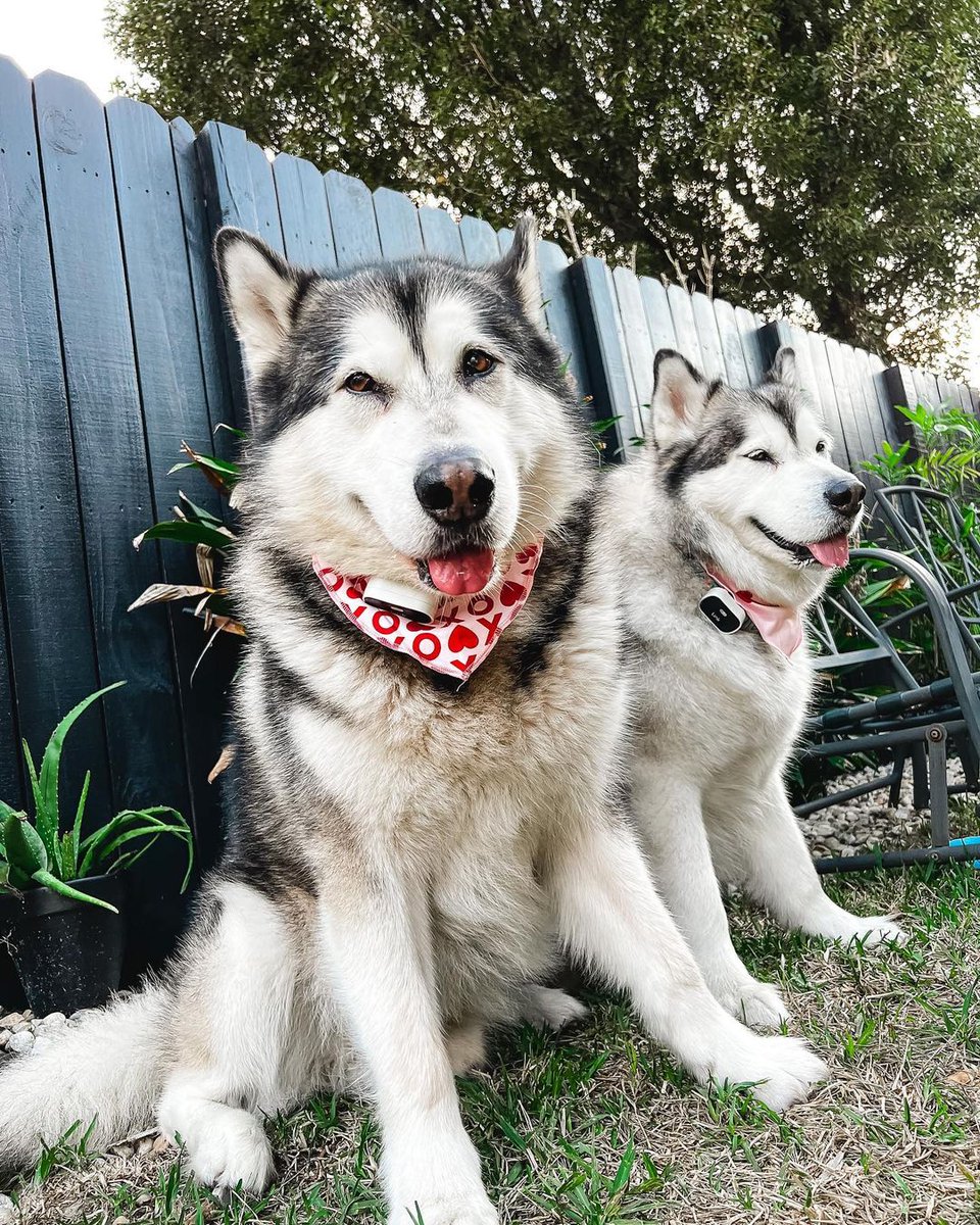 Everyone say hey to some of our #LinkPack! 👋🐾
🐾 <a href="/Kopadoodle1/">Kopadoodle</a> 
🐾 <a href="/lilbarleyandrye/">alittlebarleyandrye</a> 
🐾 <a href="/themalamutepack/">The Malamute Pack</a>
