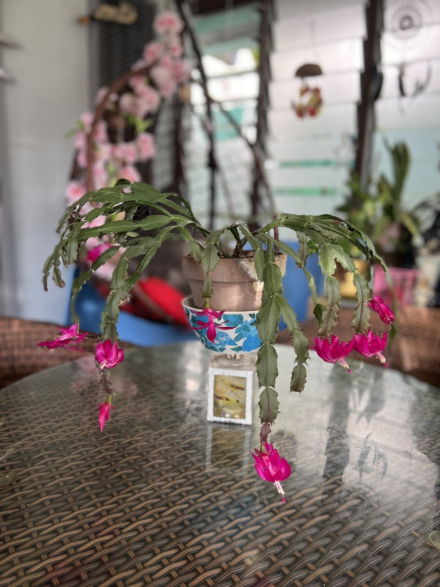 Waking up on Sundays with these rare blooms . #WakeUp #sundayvibes
