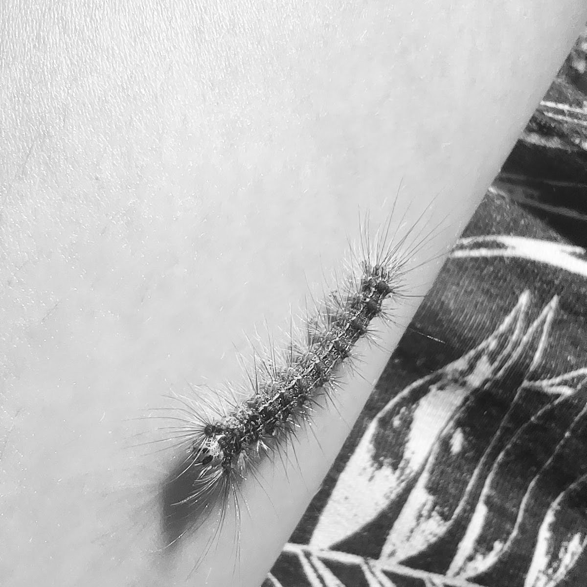 PoetryYanka's tweet photo. NA ZAŚ
na zaśnięte noce
zaśnieżone góry
na zaśmiane oczy
zaślepienie
na za siódmą górą
rzeką siódmą
na zaś
na potem
____________________________________
#yanka_poetry #poezjawspółczesna #poezjacodzienna #poezja #nazaś #słowaosobliwe #potem #wiersze https://t.co/mSVF5AxMnj