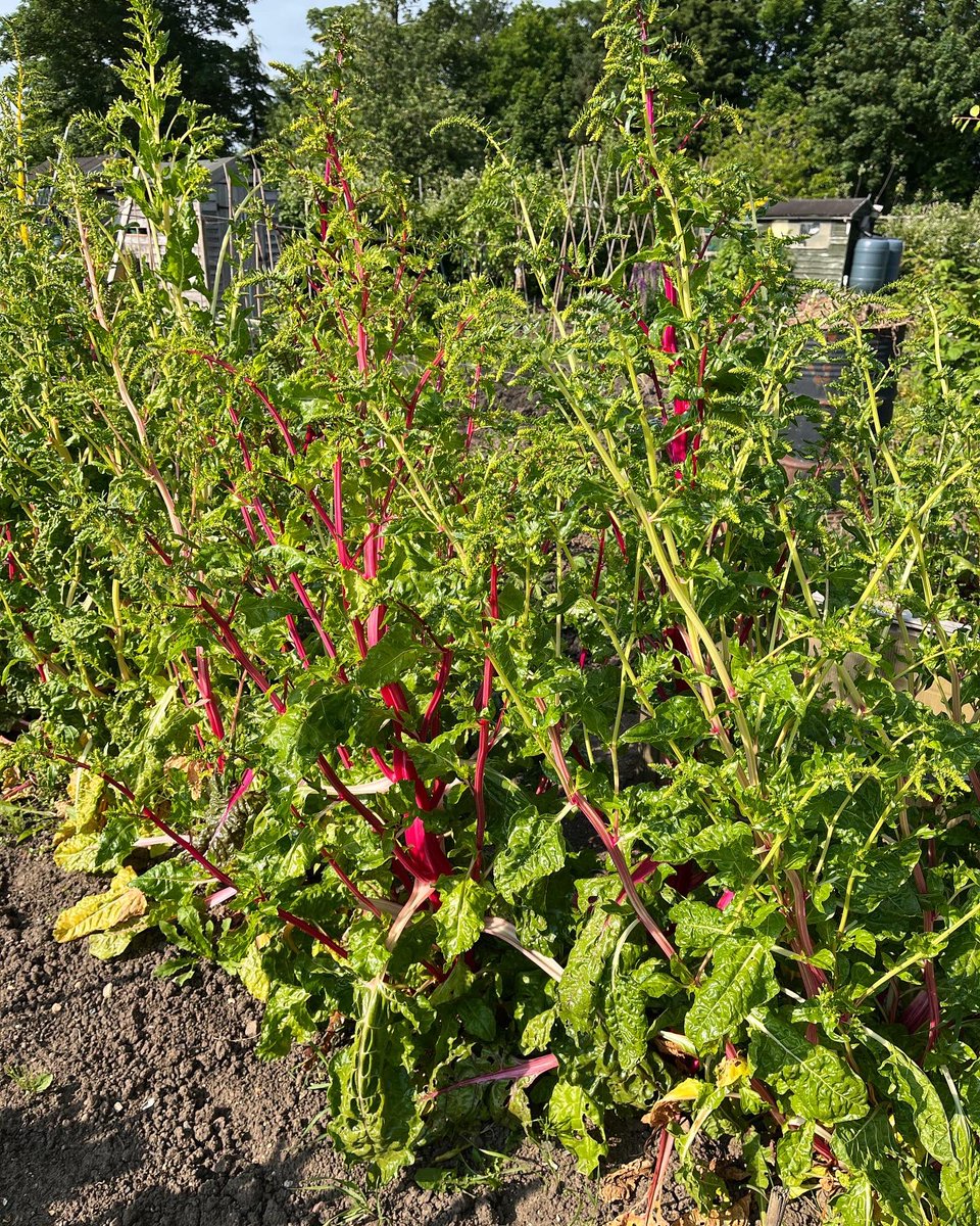 When is it time to give up on your chard?

Well if you check out photo number 2 this gives you an idea. 😳😳😳😳
It’s not actually my chard, it’s my allotment neighbours. She pulled it all out yesterday.

You could eat the flower spikes if you wanted to. 
#gardening