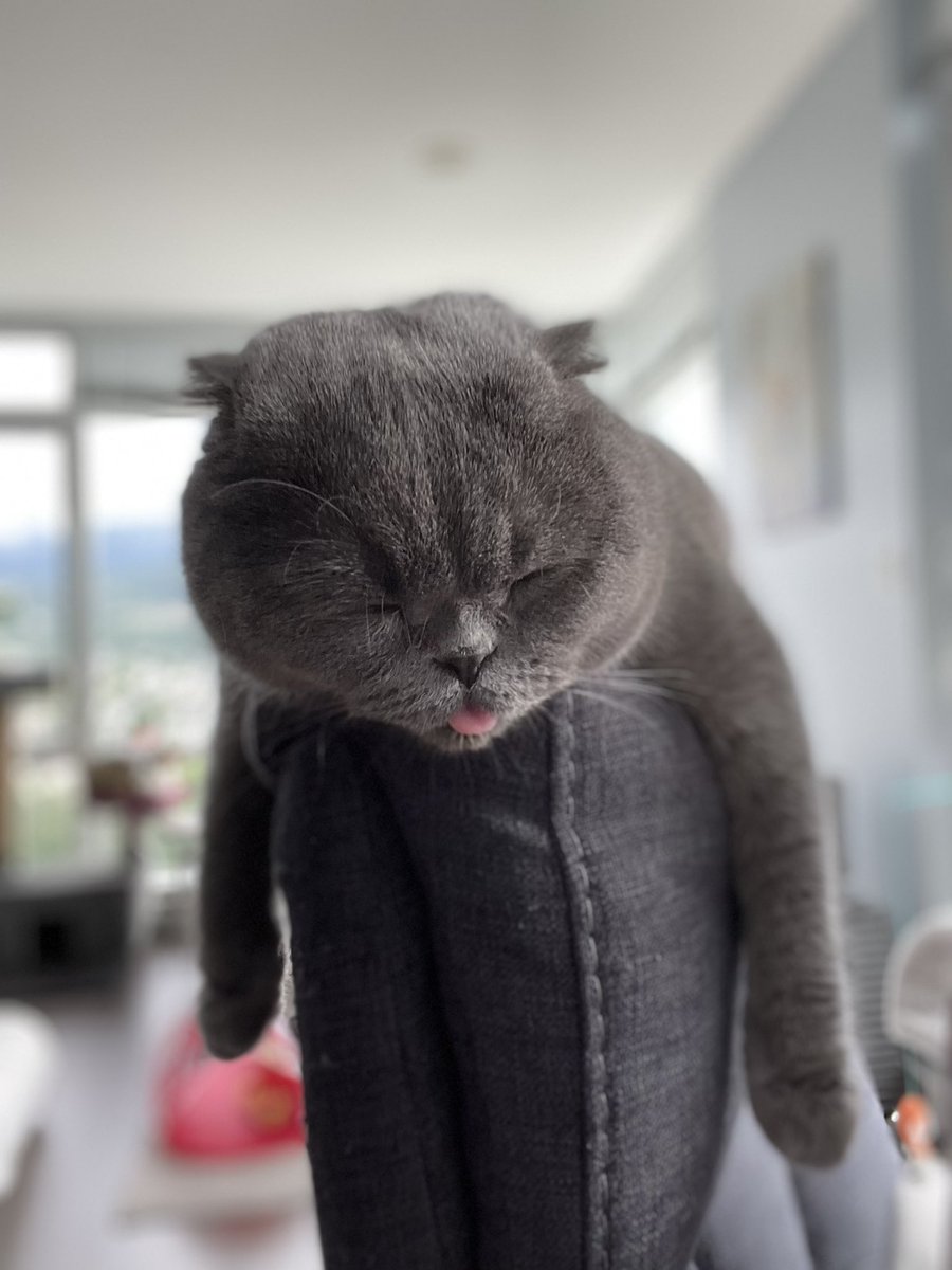 tazlyn's tweet photo. Another #Caturday in the books https://t.co/POIpYxlc36