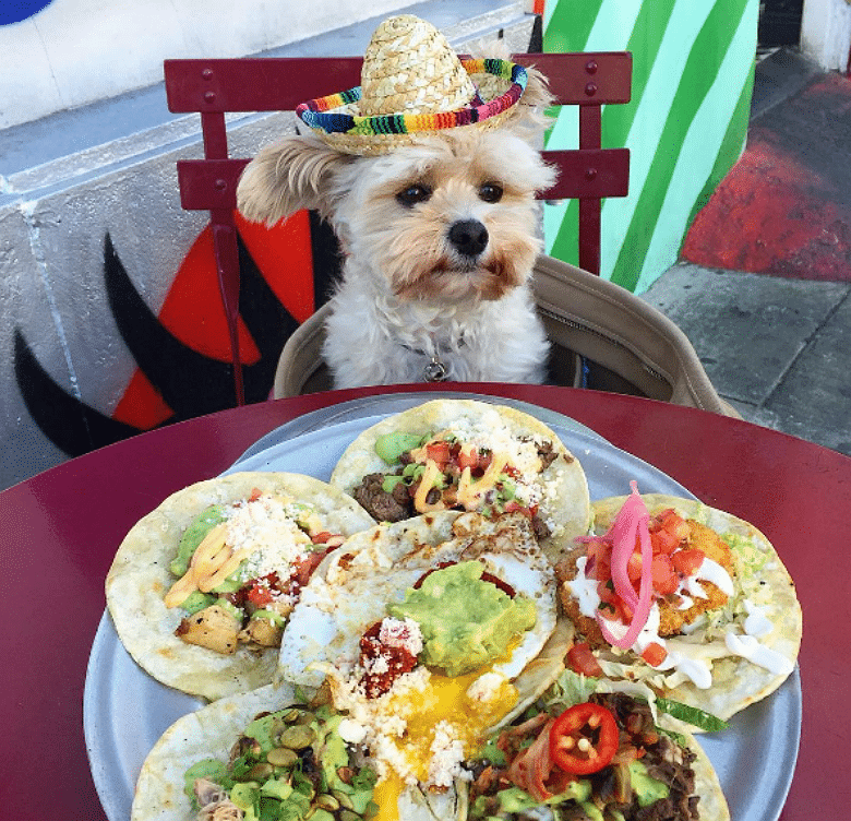 SFeLuxuryHome's tweet photo. Who doesn't love Tacos, and Animals?  This Sunday is Taco Wars Takeover at CHOMP.  The Liquid Muse is organizing this benefit for the Santa Fe Animal Shelter &amp; Humane Society. Eat tacos, cuddle puppies...what could be better?  

#santafe #howtosantafe #santaferealestate https://t.co/AkRuDajHbJ