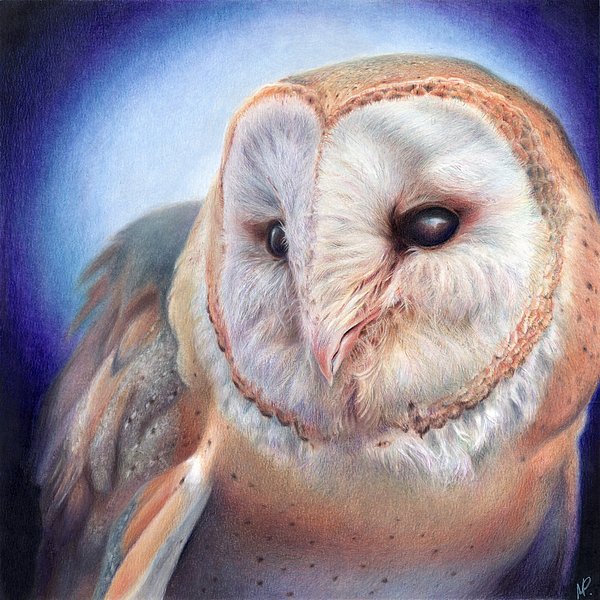 MPatersonArt's tweet photo. New artwork for sale! - "Barn Owl" - https://t.co/nXFm8dHy1V @fineartamerica https://t.co/T6Od8JLTLo