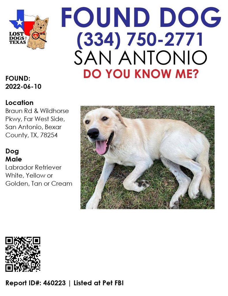 LostDogTX's tweet photo. Do You Know This Dog?   /   FOUND DATE:  2022-06-10 

LOCATION FOUND:  Braun Rd &amp; Wildhorse Pkwy, Far West Side, San Antonio, Bexar County, TX, 78254  

Labrador Retriever,  White/Yellow or Golden/Tan or Cream,  Male,  5yrs,  Over 50 lbs 

PLEASE Contact the Finder Directly!… https://t.co/NmYIJkxPWx