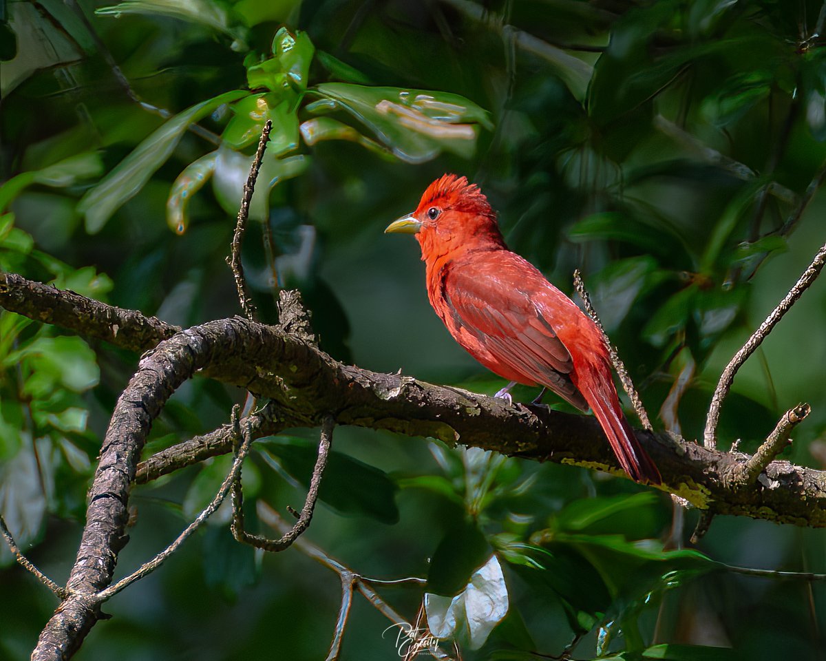 cassity_pat's tweet photo. Summer Tanager #birds #birdphotography #NaturePhotography #photo #photography #nature #wildlifephotography https://t.co/tzliiO02MU