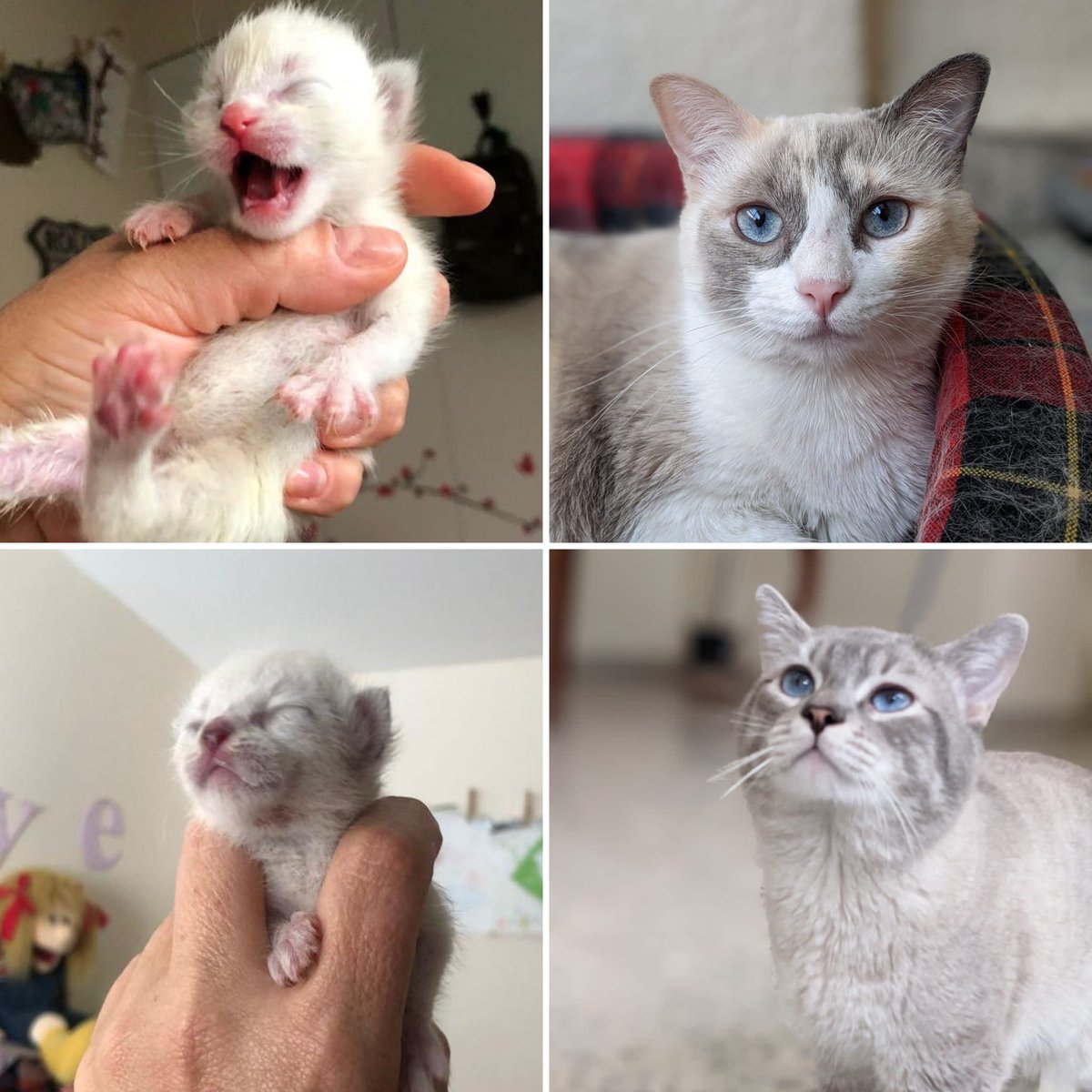 polimniaromana's tweet image. Vale la pena intentarlo