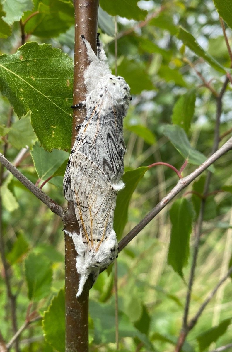 Puss Moths making Puss Moths at Little Woolden Moss with <a href="/bearprintdesign/">BEAR PRINT design 🌍💙🇺🇦🇵🇸</a> today <a href="/BC_Lancs/">Lancs Butterfly Conservation</a> <a href="/Lancswildlife/">Lancashire Wildlife Trust</a>