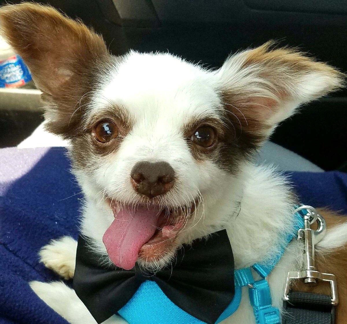 1 Year Gotcha Day!
I had been in 2 shelters wif a RED TAG (Death Row).
Still nopawdy wanted me. Then Mama came in. It waz wuv at first sight. Now we livin happily eva afta!
Please Retweet my message...
Visit yoos local shelter. Wuv iz waiting. ❤️🐶
#dogsoftwitter
#AdoptDontShop