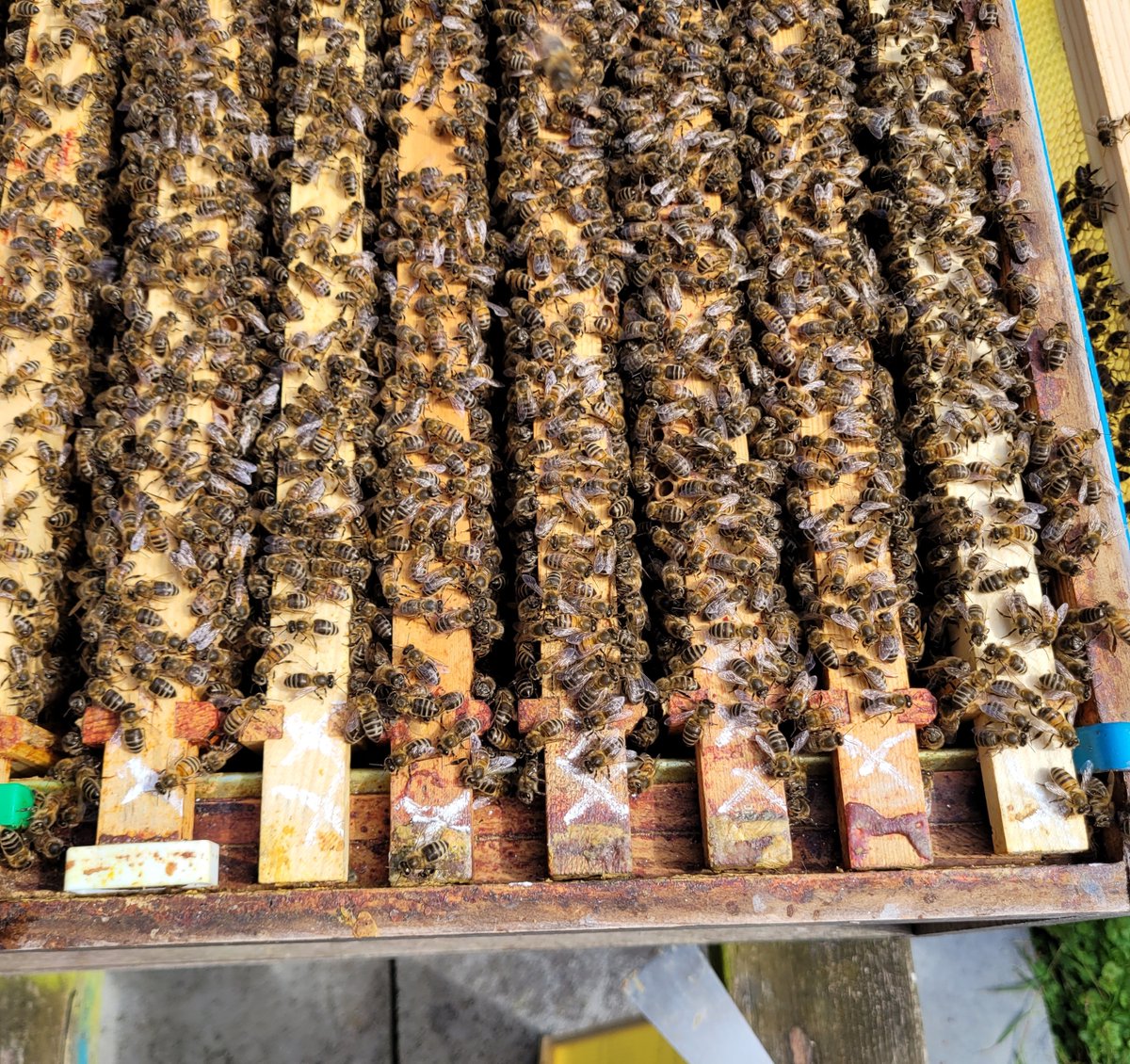 Inspected this colony yesterday, 10+ Queen cells, X marks the spot, I removed all I could find, 2nd brood box added, give me time to decide what to do &amp; prep for a split. Fast running out of equipment this year. 2021 queen there and laying well.....
#BeekeepersHour