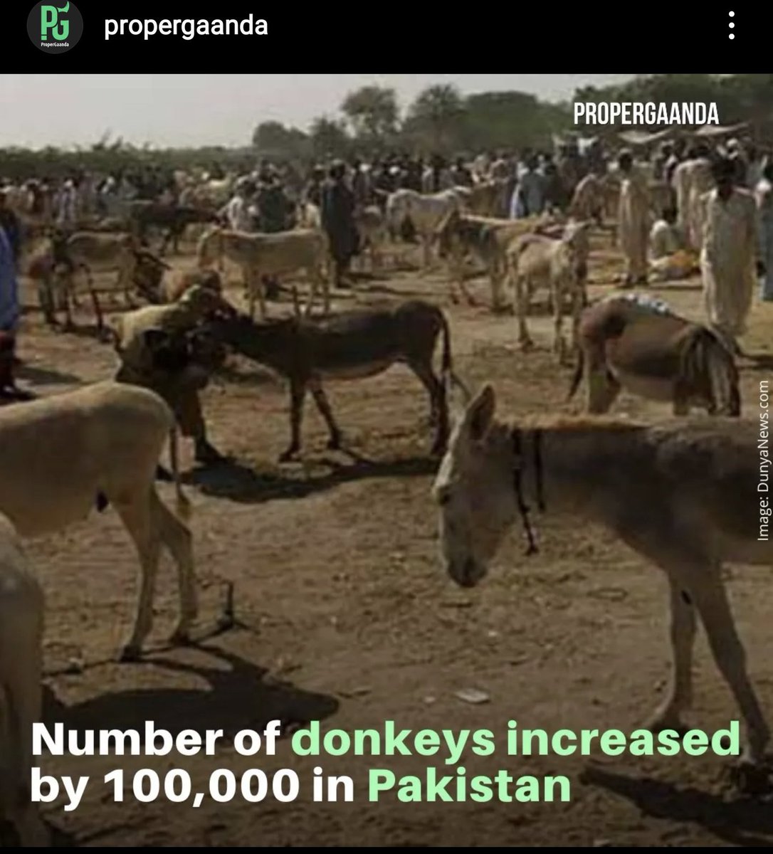 Hashimcertainty's tweet photo. Ab yeh gadhey " Jobless Engineers or Doctors" ka muqabla karein ge
#JustAsking #Engineeringthefuture #Medico #ImranRiazKhan #MaryamNawazSharif #DontLookHere https://t.co/Rhb2YOjJEA