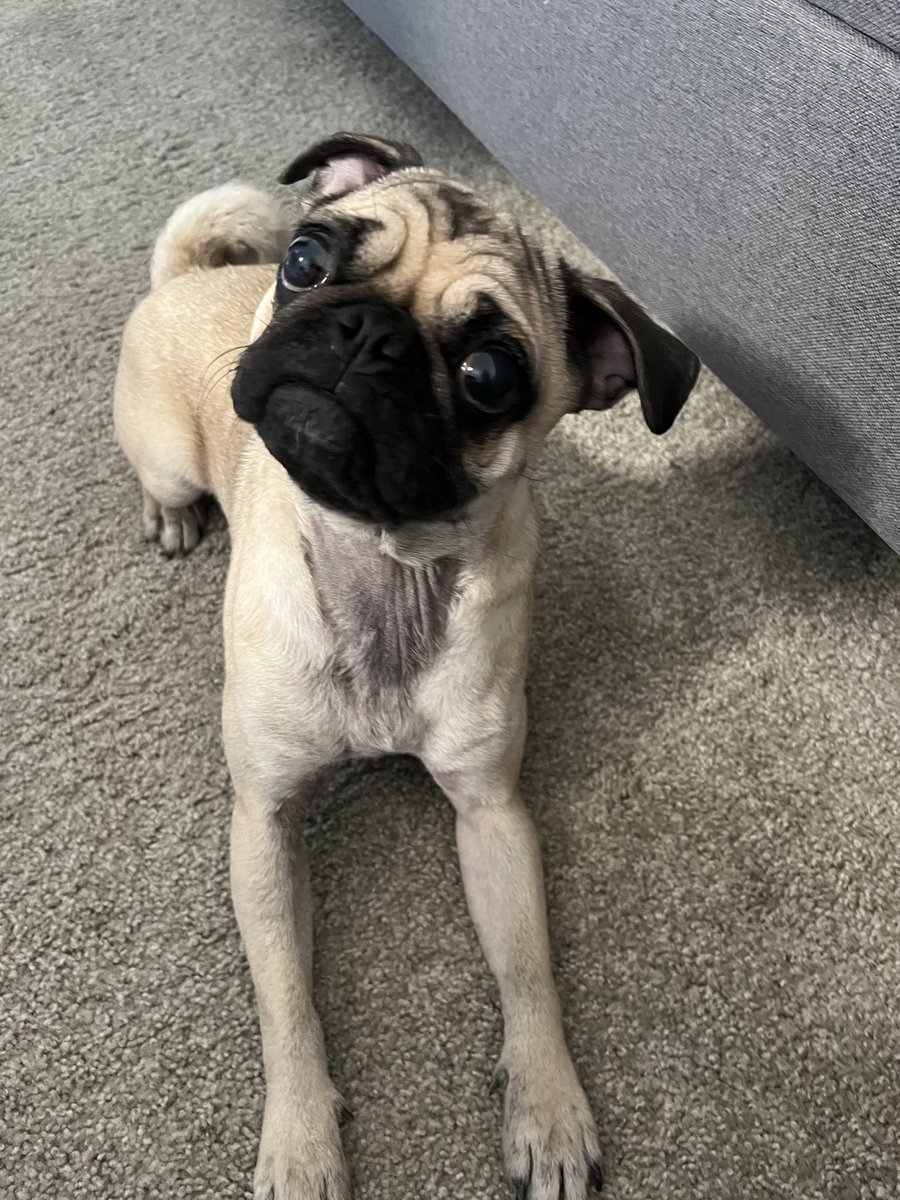 itsapugly's tweet photo. #DeFiPets @defi_frens #NFTs #NFTCommmunity my Pug Chloe. LHJ #2333 https://t.co/wExYZZal3S