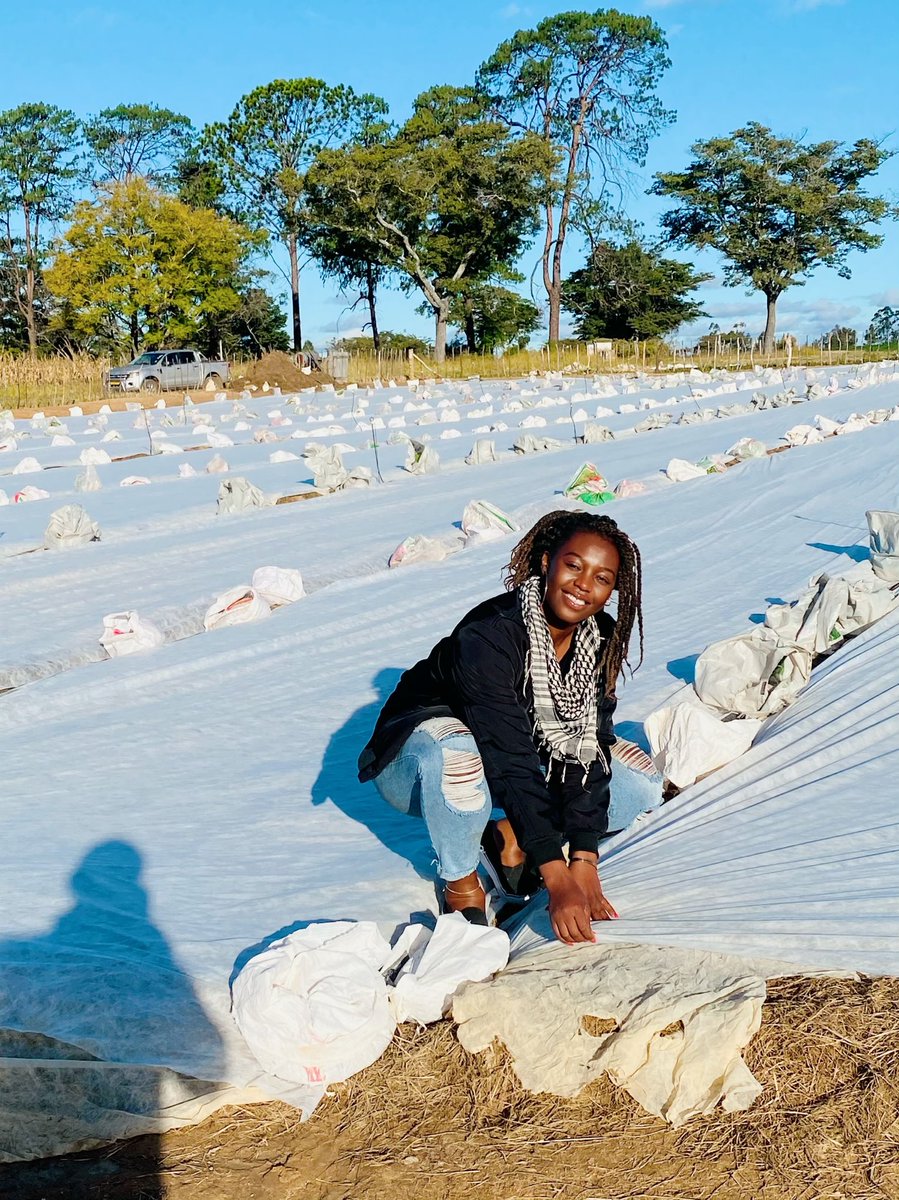 Tobacco seed bed T 29
In preparation for early September 2022