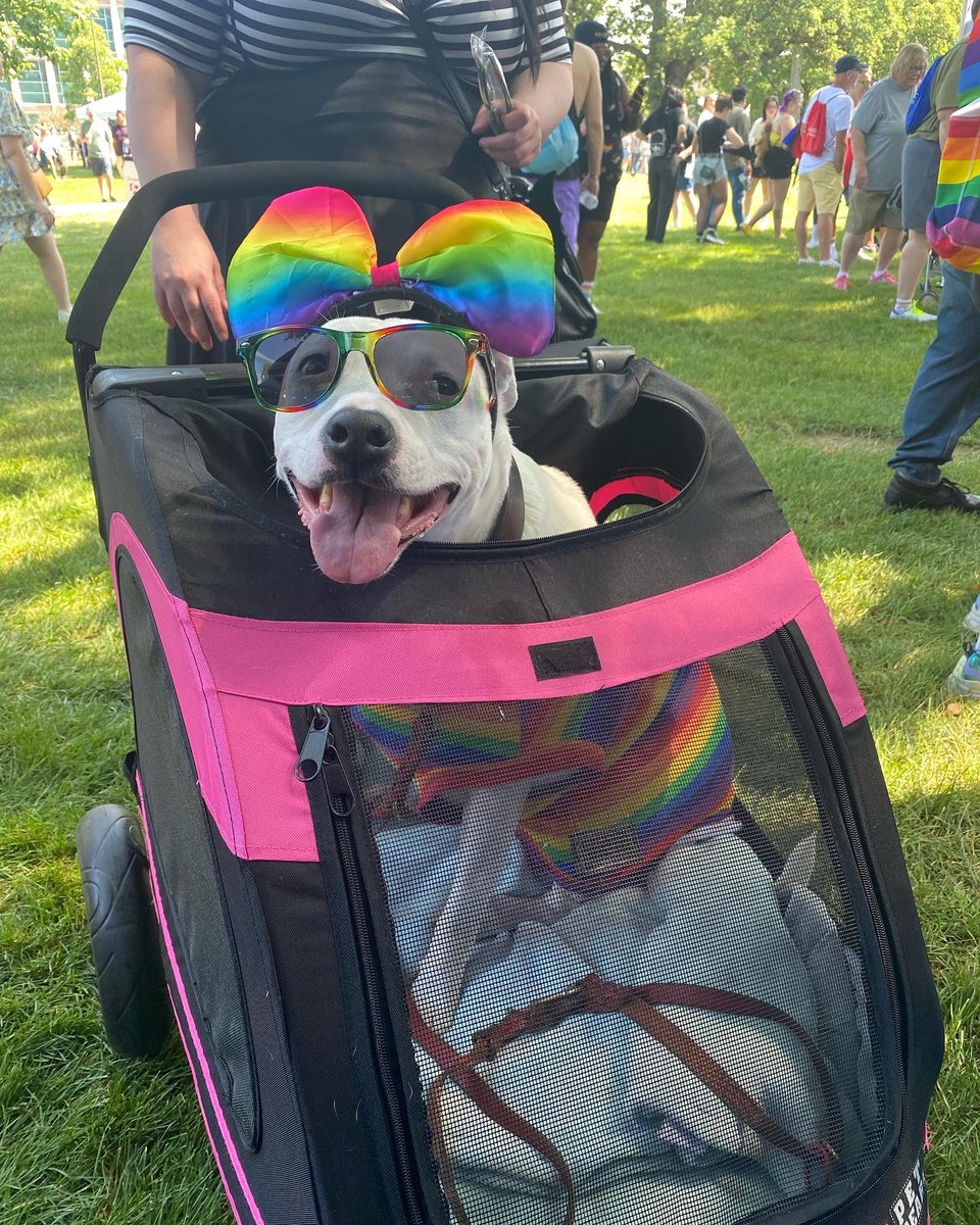 Happy Pride Weekend!!!

(That’s not our dog. Just a really cute dog everyone should appreciate) 

#psychiatry #residency #pride #indianapolis