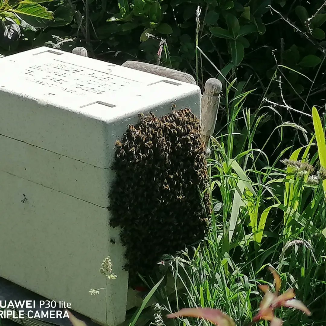 capeclearbnb's tweet photo. Fun Times with the bees today a lovely swarm!
Saithe deas inniu!
#milmara #beacha #samhradh22 https://t.co/4jlH3yjvHK