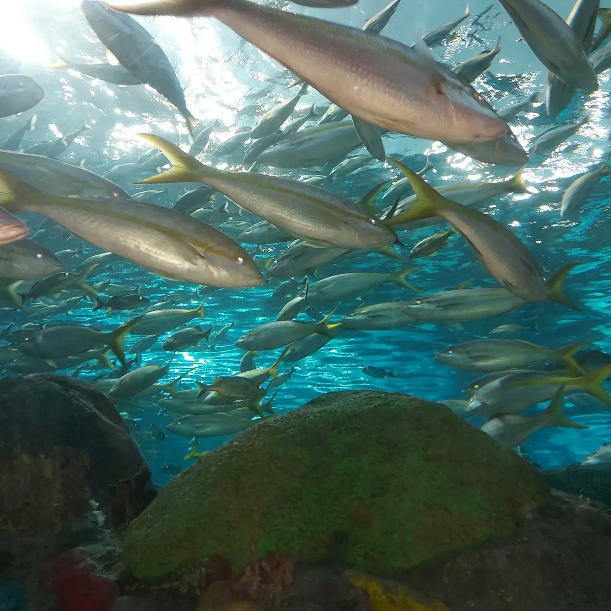 Look mom or dad or granny ... I touched stingrays and hung out with fish yesterday !