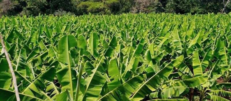 AbiyAhmedAli's tweet photo. Our fruit farming yields are promising with this new variety being cultivated. https://t.co/oxCFze0PnO