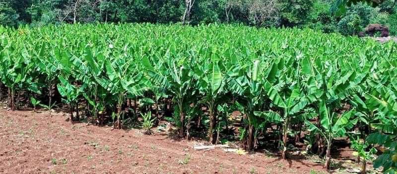 AbiyAhmedAli's tweet photo. Our fruit farming yields are promising with this new variety being cultivated. https://t.co/oxCFze0PnO