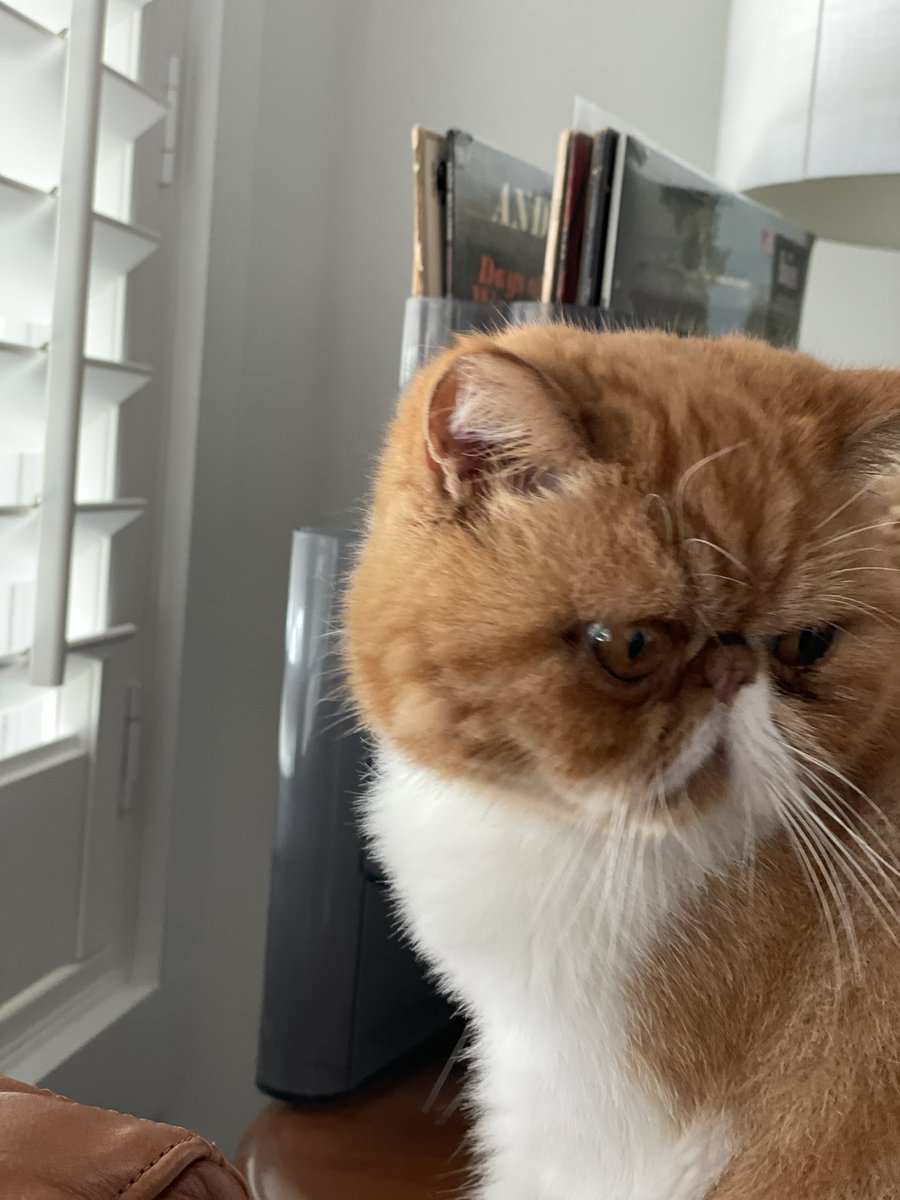 blueegg3r's tweet photo. Pumpkin enjoying his day!!! #catfancy #Caturday https://t.co/fLmyX0cW6E