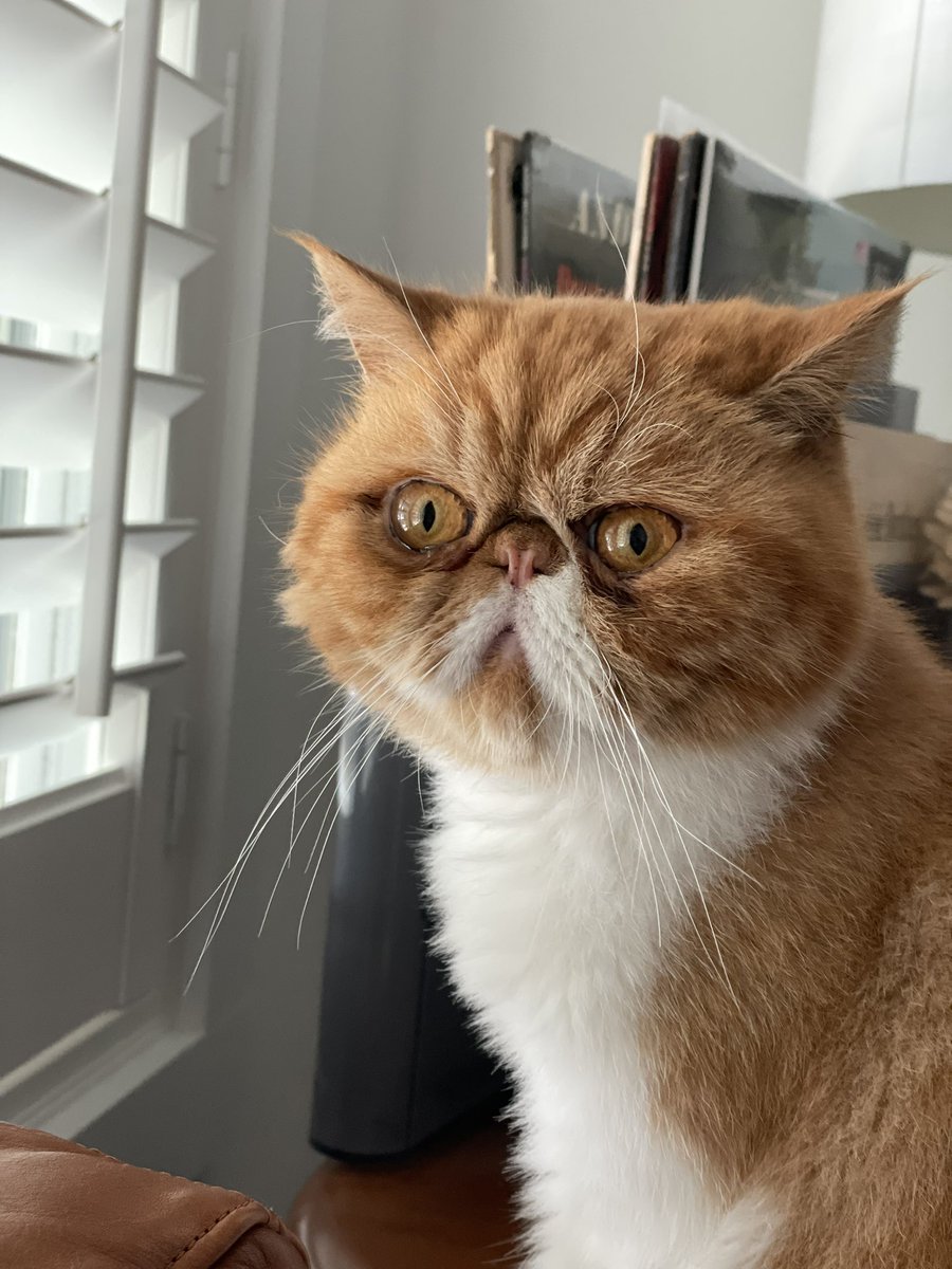 blueegg3r's tweet photo. Pumpkin enjoying his day!!! #catfancy #Caturday https://t.co/fLmyX0cW6E
