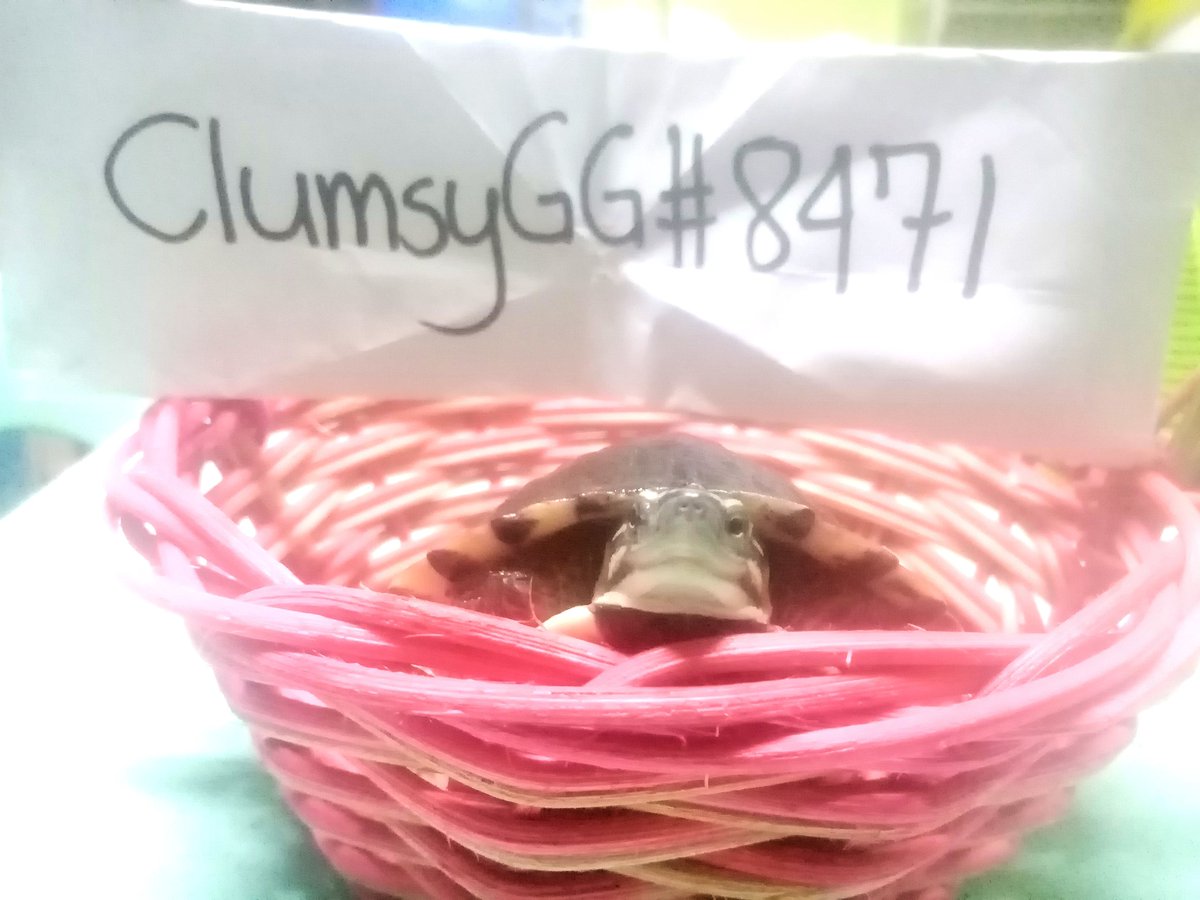 cha_web3's tweet photo. Aside from being a father. I have this cute little pets that removing all negativity. everytime I see my kids playing with them I see genuine happiness on their eyes. โค๏ธโค๏ธ I have 2 Malayan box turtle ๐ข and over 21 Dwarf hamsters ๐น
#DefiPets @defi_frens https://t.co/2VLJeYKTeL