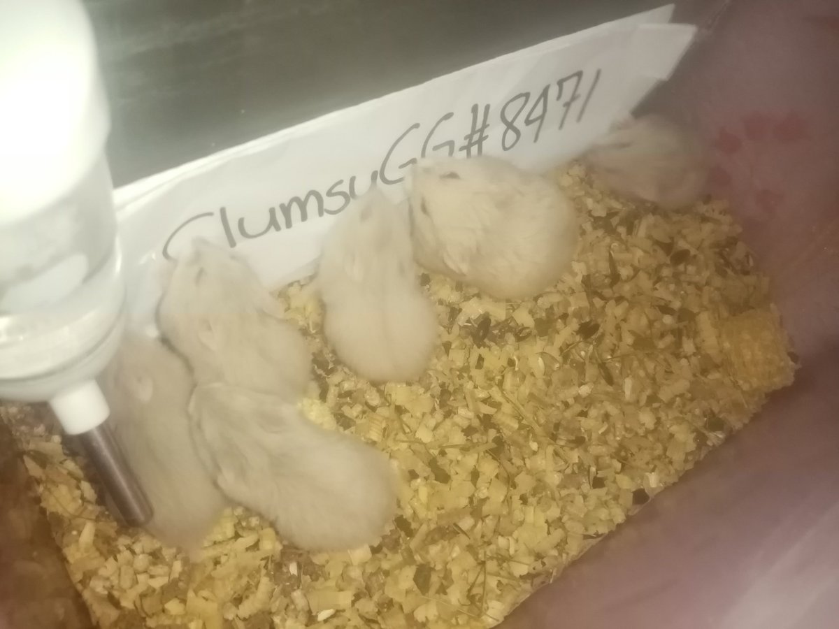 cha_web3's tweet photo. Aside from being a father. I have this cute little pets that removing all negativity. everytime I see my kids playing with them I see genuine happiness on their eyes. โค๏ธโค๏ธ I have 2 Malayan box turtle ๐ข and over 21 Dwarf hamsters ๐น
#DefiPets @defi_frens https://t.co/2VLJeYKTeL