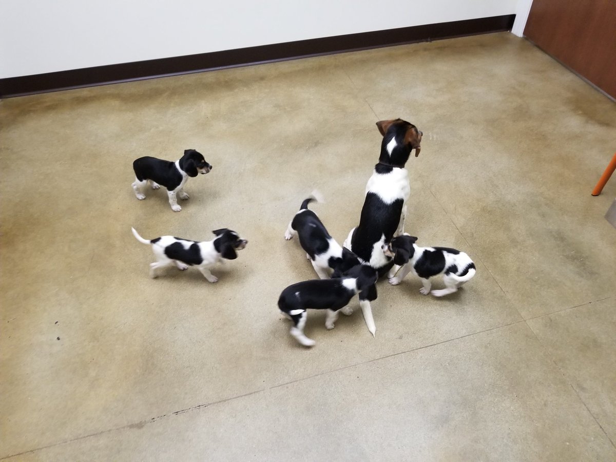 BeaglesCourt's tweet photo. Puppy overload.  9 month Ralphie is surrounded by 6 week old litter @grantslickvet@grantslickvet.com yesterday.  #responsiblebreeder #beagle #dog #pocketbeagles https://t.co/jBsFUM2aON