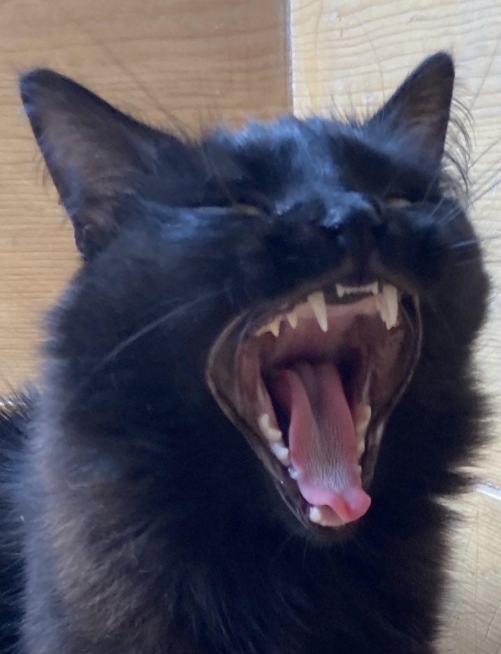 I know it’s only rock n’ roll but I like it! #Caturday #CatsOfTwitter