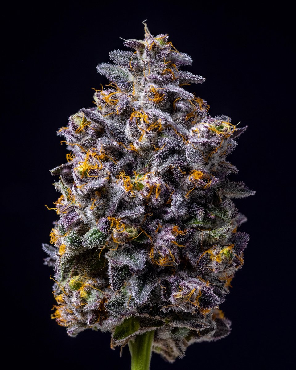 Cookies Lompoc (@cookieslompoc) on Twitter photo Fish Scale ๐ โฝ๏ธ Earthy funk with a strong menthol finish #CookiesLompoc <a href="/cookiesglobal/">Cookies ๐ช</a> Fish Scale ๐ โฝ๏ธ Earthy funk with a strong menthol finish #CookiesLompoc <a href="/cookiesglobal/">Cookies ๐ช</a>
