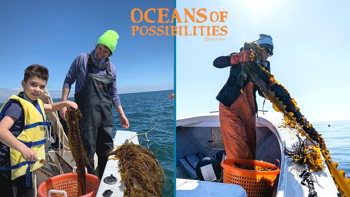 scotlib's tweet photo. Kelp farming creates 'oceans of possibilities' for fighting climate change &amp; producing nutritious &amp; delicious foods! Join us on Zoom on Thursday 6/16 at 7pm when Suzie Flores will join us on Zoom to talk about what it's like to be a sugar kelp farmer! https://t.co/G61aNFRCdd https://t.co/RvNOwuKEZA