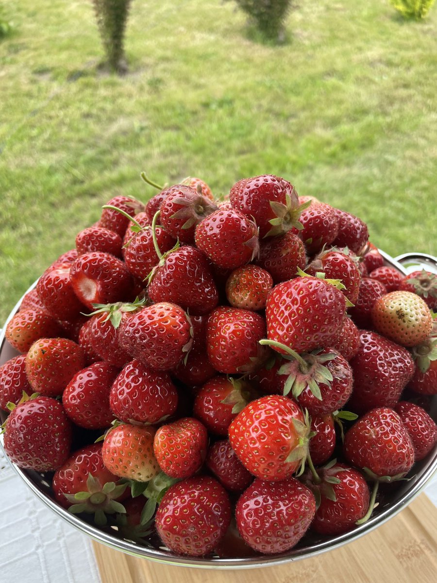 teodor_dziadek's tweet photo. #home #saturday #village #my #garden #nature  #eko #eco #strawbery #tomato #happiness #calm #tranquility #silence #summer #herbs #hard #work https://t.co/pG8VCKZ90N