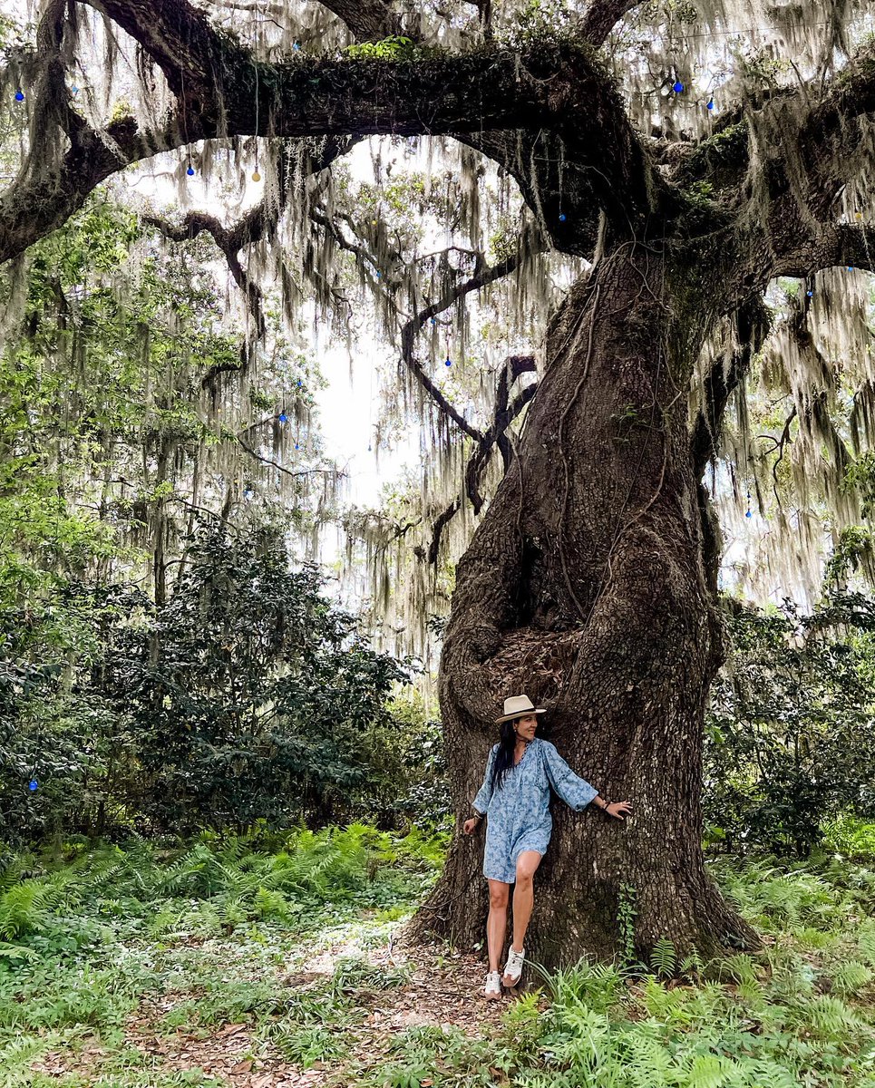 MyMyrtleBeach's tweet photo. Did you know that the trees on Live Oak AllΓ©e in Brookgreen Gardens are 250 years old and were planted in the early 1700s? Our gorgeous live oak trees can usually be seen with Spanish Moss hanging off their branches. #brookgreengardens #liveoaktree
πΈ afbyadrianafranco https://t.co/0wlWt0gGTx