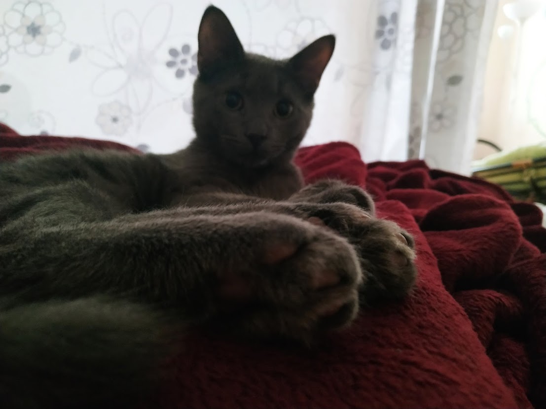 StevCC14's tweet photo. hey!its my cat =)
#DeFiPets
@defi_frens https://t.co/5oShK9bJ4p