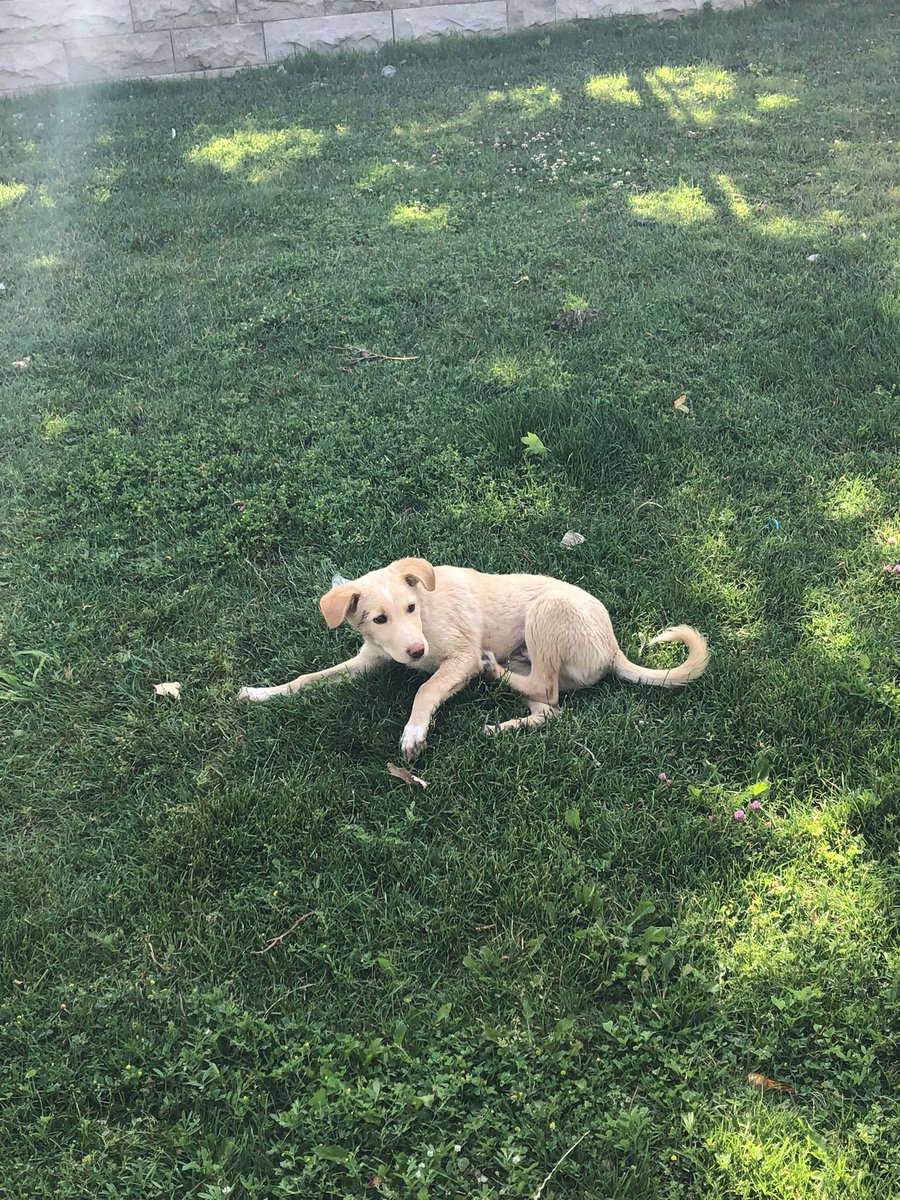 🐾
#animals
#hayvanlar #animalsofukraine #animalsinheat #hayvanseverler #beykozüniversitesi