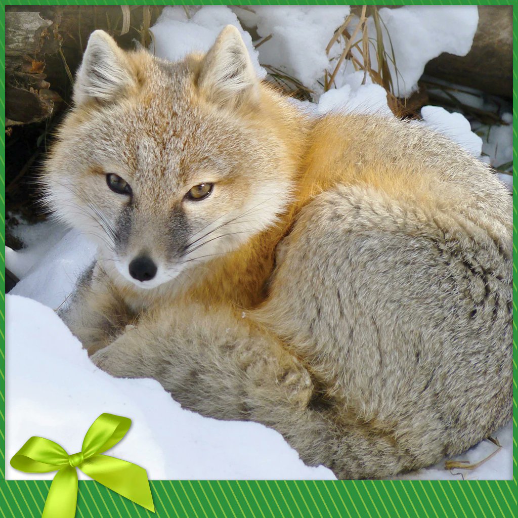 foxfinancebsc's tweet photo. Fox In Action Contest: Which endangered species should we support? You choose! Retweet one of the 3 posts about endangered species for your chance to win Fox Tokens and make donations to support them through the Nature Conservancy of Canada.
#FoxFinance #FoxInAction #endangered https://t.co/hi44ULoAXP