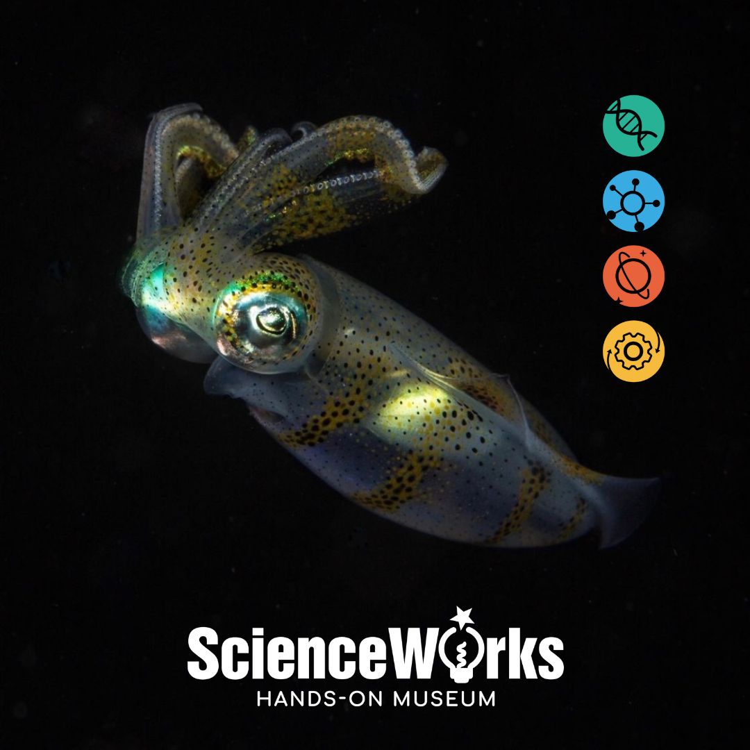 Science_Works's tweet image. Squids are just too cool. Tiny organs in their skin called chromatophores expand and contract to change their color. They move by means of jet propulsion using their fins and tentacles for steering. In our "Creature Creator" #summercamp we explore animal movement and mechanics.