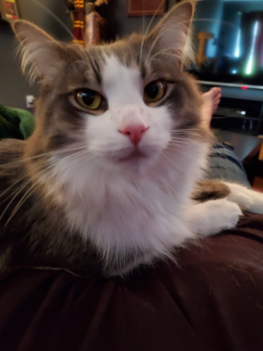 CatMomSays's tweet photo. Mom is having a rough time, so it's Lap Cat to the rescue! #LapCat #FluffyKitty #FluffForDays #FluffMonsterGeneral #CatMom #CatMomSays #Caturday #CatsOfTwitter #CatsOnTwitter #Cats #Cat https://t.co/NI5fOnbf9I