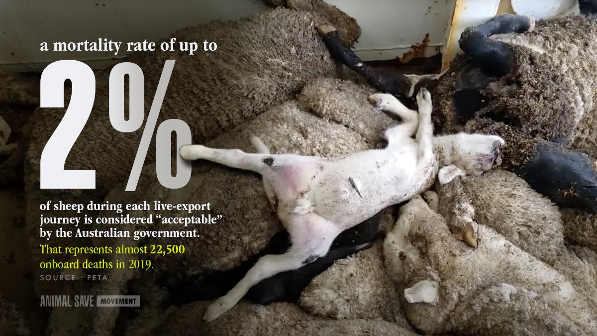 How many more animals must suffer from the inadequacies of lax transport regulations? How many more avoidable disasters must animals endure? I join thousands of citizens across the world calling to #BanLiveExports @EUAgri @EU_Health please listen?