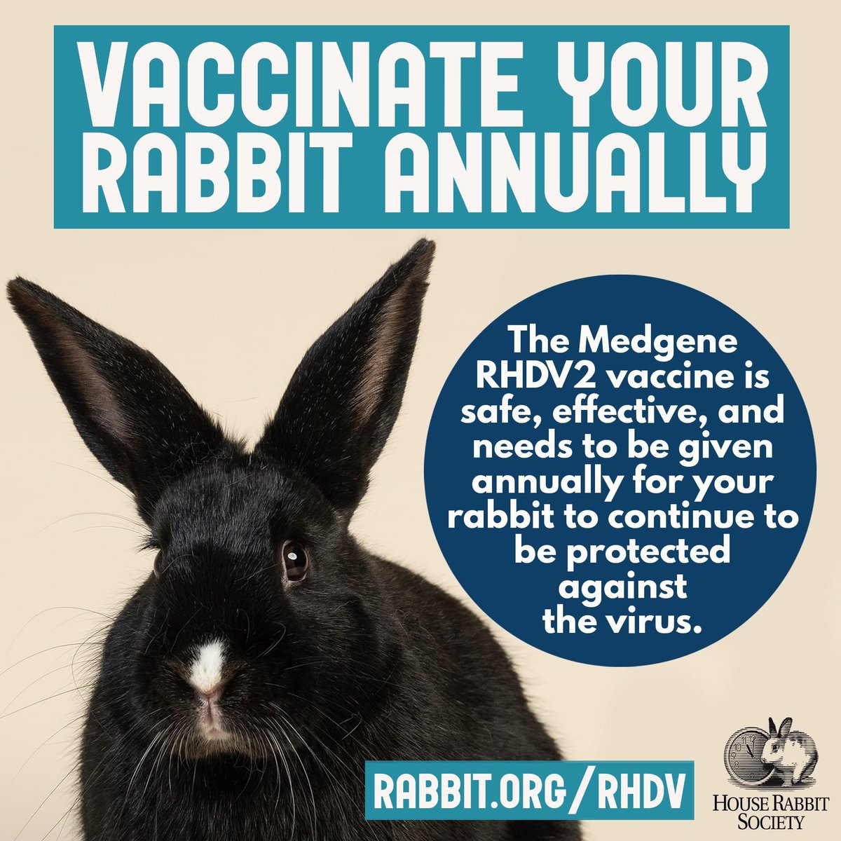 HouseRabbit's tweet image. Rabbit Hemorrhagic Disease Virus Type-2 (RHDV2) is a deadly disease with confirmed cases in over 20 states, Canada &amp;amp; Mexico, in both wild &amp;amp; domestic rabbits. 🦠🐇Officials report a death rate of about 90%.

Learn more about the Medgene vaccine: medgenelabs.com/rhdv2 💉